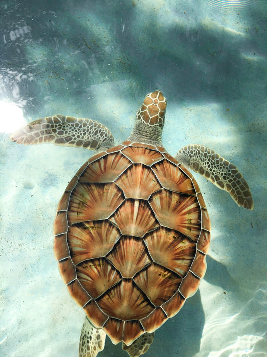 Sea Turtle in Crystal Clear water by Abner abiu Castillo diaz 