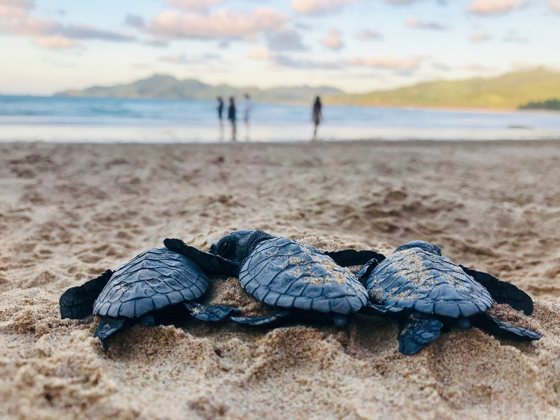 Sea Turtle Instincts (Photo by David Reynolds)